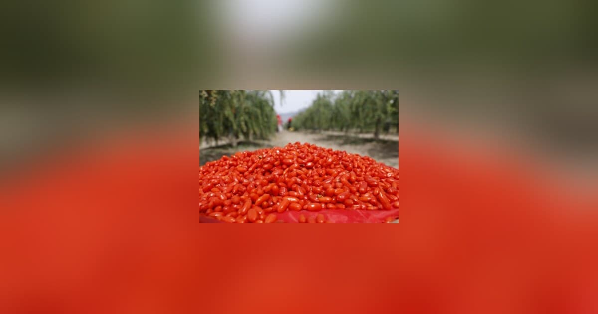 From Ancient Delicacy to Global Trend: Ningxia Goji Berries Transform into a High-Value Industry