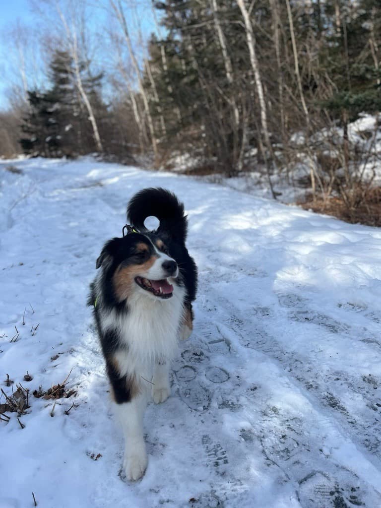 Canada's Canine Heroes: Black Bear Defender and Frozen Lake Rescuer Inducted into 2026 Purina Animal Hall of Fame
