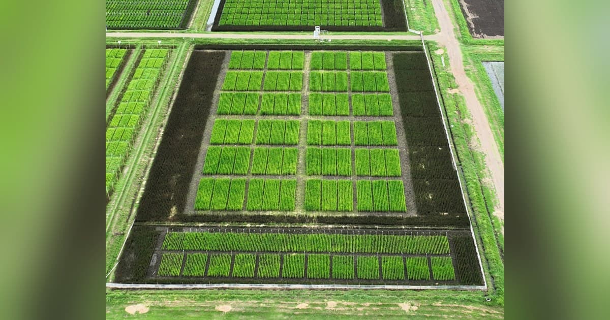 BioLumic and IRRI Field-Test Rice Trait Technology to Protect Yields, Cut Methane and Water Use